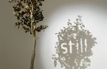 Shadow Art