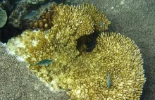 Trzeba powiedzieć prawdę: rafy koralowe już nie żyją.
