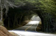 Piękne tunele z drzew