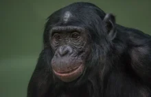 Szympansy potrafią panować nad swoim zachowaniem