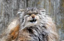 Manul (Otocolobus manul) to kot bardzo samodzielny, odważny i aktywny.