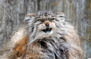 Manul (Otocolobus manul) to kot bardzo samodzielny, odważny i aktywny.