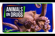 Narkotyki a zwierzęta [ENG]