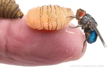 Entomolog wyhodował w swoim ciele muchę