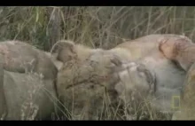 Hippo Bites Lion