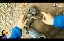 Reanimacja podtopionego szczeniaka