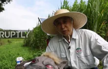 Takie wilki-roboty zasilane energią słoneczną chronią uprawy japońskich rolników