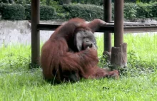 Orangutan przyłapany na papierosie.W tym zoo niedźwiedzie błagały też o jedzenie
