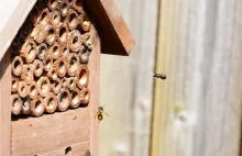 Murarki ogrodowe – dzikie pszczoły