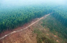 Jak wylesianie wpływa na globalny cykl hydrologiczny