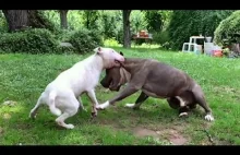 Pitbulle i Bulteriery - mądre psy. Ale jak głupi wlaściciel to i głupi pies!
