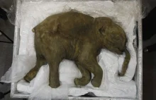 Naukowcy planują przywrócić do życia mamuta włochatego.