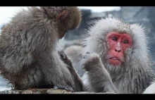 Śnieżne makaki. Jedyne małpy na świecie kąpiące się w gorących źródłach zimą.