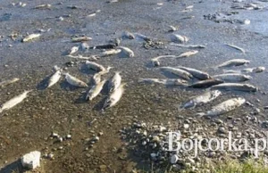 W słowackich Tatrach zdechło tysiące ryb. Brudna woda płynie do Polski