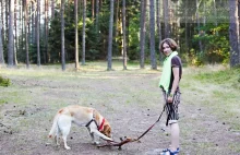 Pies w lesie - przepisy dotyczące psów w Lasach Państwowych