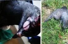 Ktoś otruł gołębie w Krakowie: "Z dziobów wylewała się śluzowata substancja"