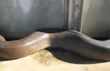 Bardzo długi wąż