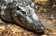 Ostatni krokodyl syjamski z Wietnamu został uduszony.