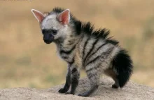 Oto hiena grzywiasta zwana też protelem, najbardziej urocza hiena świata.