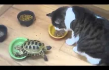 Żółw atakuje kota