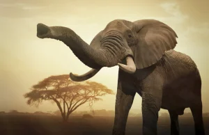 Botswana znosi zakaz polowań na słonie. To oznacza masową rzeź.