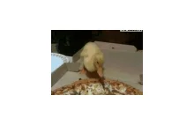 Pizzożerna kaczka