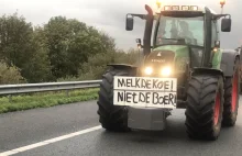 Holenderski rząd chce ograniczyć hodowlę zwierząt. Rolnicy są wściekli...