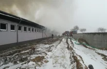 Trzy tysiące świń spłonęło w pożarze chlewni