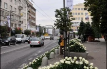 Władze Gdyni udekorowały ulice czterema tysiącami róż by uczcić Anne Przybylską.