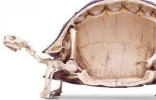 Żółw od środka wygląda nieco inaczej, niż sobie wyobrażałeś.