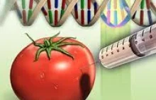 Lisowska Katarzyna: Genetycznie modyfikowane uprawy i żywność – za i przeciw