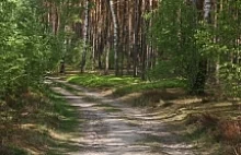 Po co potrzebne są lasy ? « Dziennik Leśny
