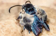 Badaczka z Uniwersytetu Gdańskiego odnalazła gatunek motyla uznanego za wymarły