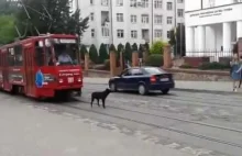 Złośliwy pies wstrzymuje tramwaj