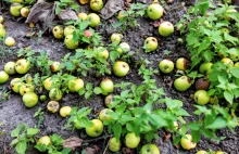 Rosja: Zniszczono 20 ton polskich jabłek