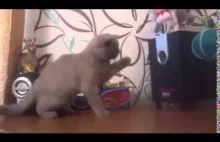 Kot próbujący złapać bass