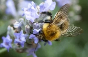 Firma badająca populację pszczół wykupiona przez Monsanto