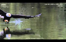 Jeden z najpiękniejszych ptaków świata,bielik amerykański, w slow motion.