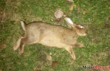 Rosjanie polowali na króliki - Oleśnica