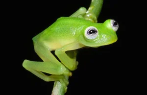 Nowy gatunek żaby z Kostaryki wygląda niemal dokładnie jak Kermit z Mappetów :)