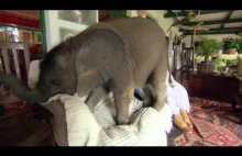 Jeżeli mielibyśmy słoniątko w domu, to zachowywałoby się właśnie tak :)