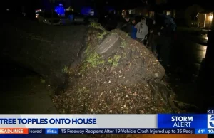 Massive tree falls on LACCD board trustee’s Burbank home