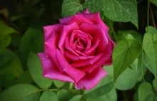 Sposób na darmowe sadzonki róż w ogrodzie
