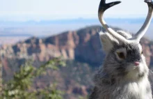 Jackalopes znów pojawiły się w Parku Yellowstone!