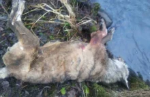 Ktoś zastrzelił wilka w okolicach Ośna Lub. Zwierzę ma rany postrzałowe