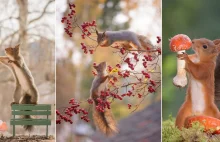 Przez 6 lat robił zdjęcia wiewiórek w swoim ogródku, oto efekt jego pracy