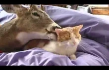 Kot i jeleń na jednym łóżku umilają sobie żywot.