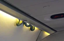 Wąż w samolocie. Horror pasażerów lotu 231 [WIDEO]