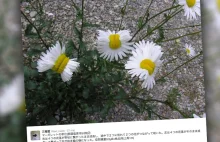 Zdeformowane kwiaty wokół Fukushimy. Lepiej ich nie wąchać