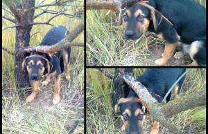 Mundurowi poszukują osoby, która przywiązała psa do drzewa i go zostawiła